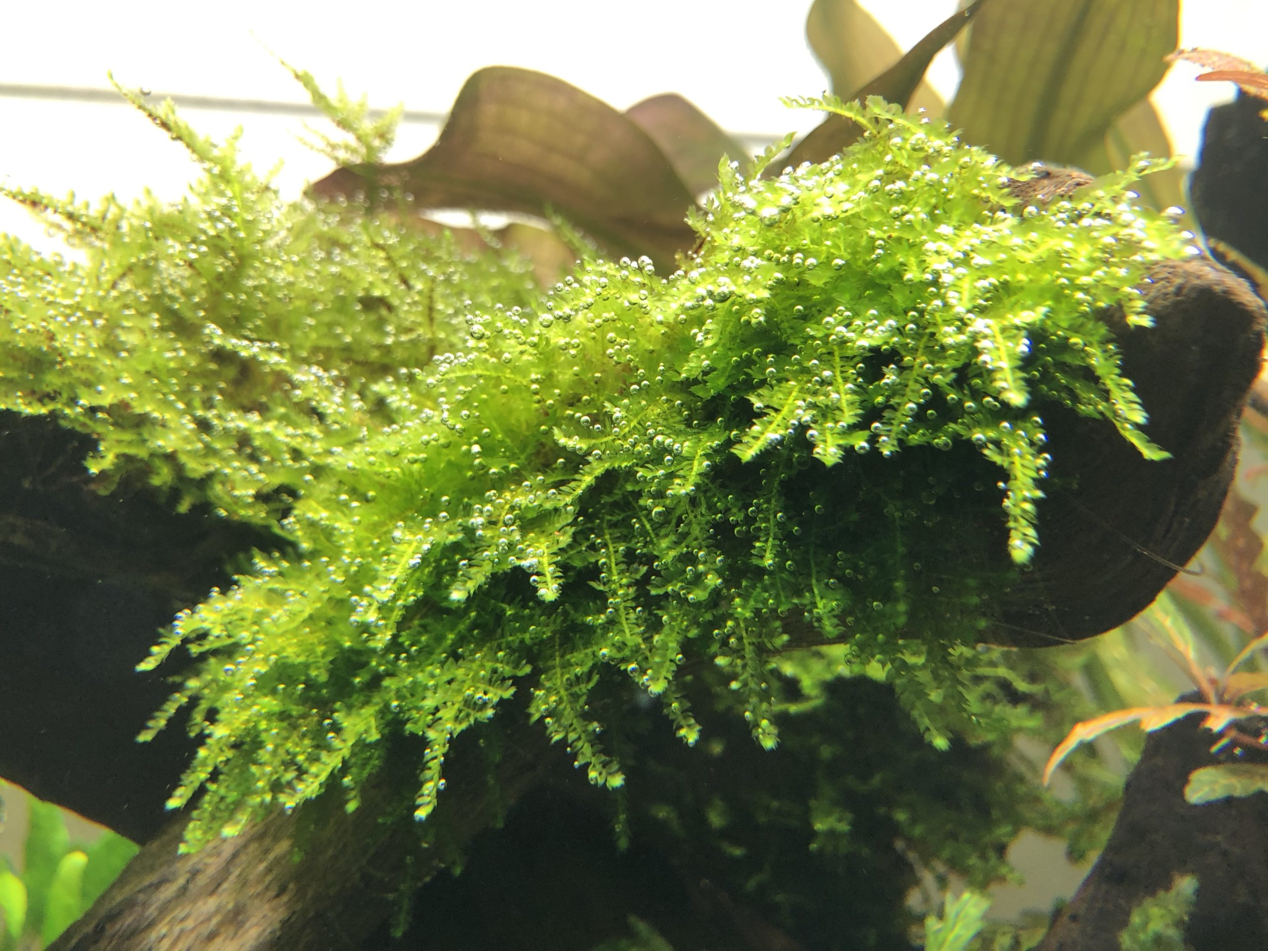 ウィーピングモスの育成 枝垂れる姿が美しい水草 アクアリウム北海道