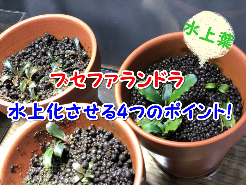 ブセファランドラ 水上育成株 5種類セット - 魚用品/水草