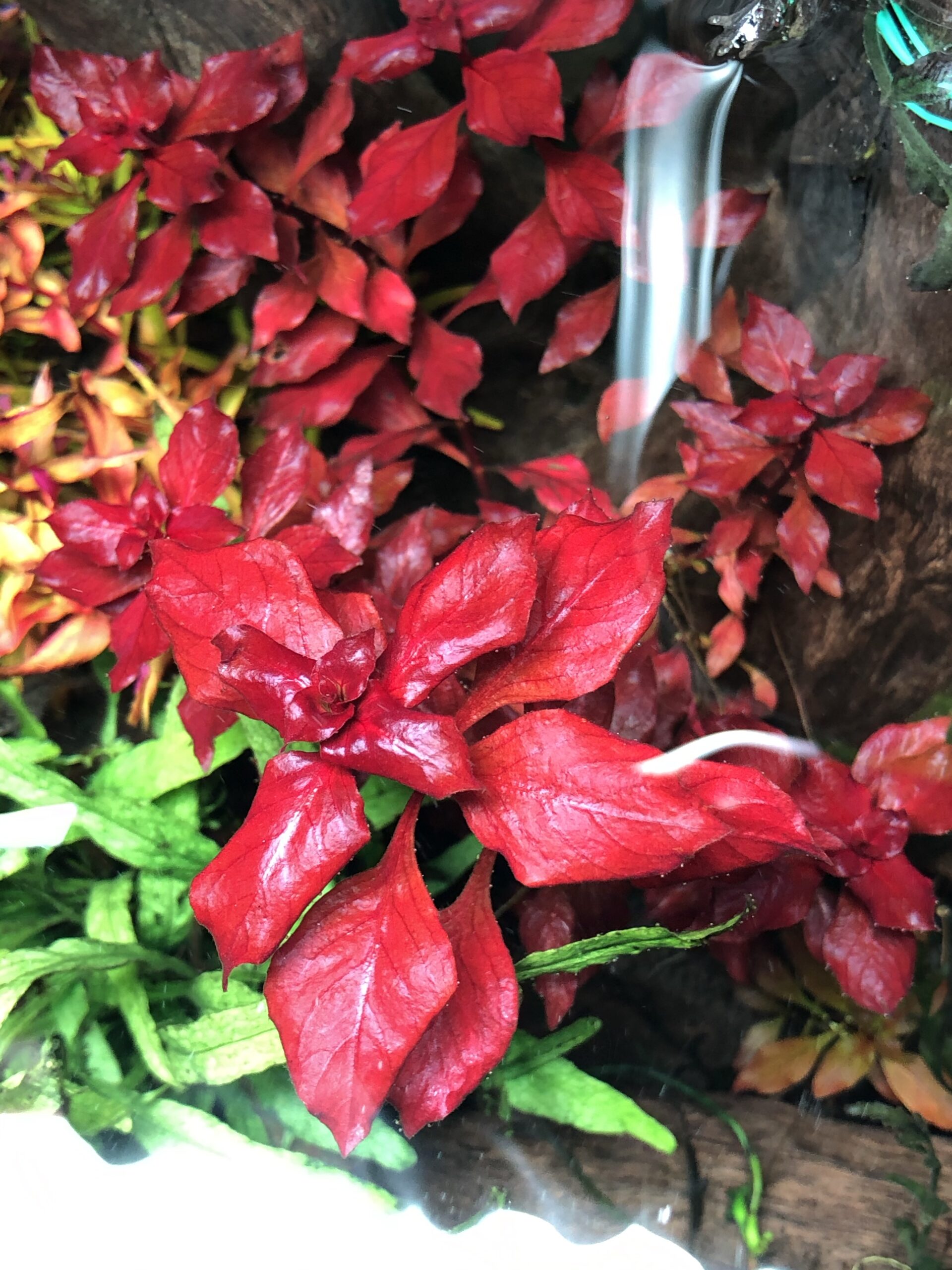 ルドウィジア スーパーレッド最強の赤系水草！バラのように真っ赤な葉を展開！  アクアリウム北海道