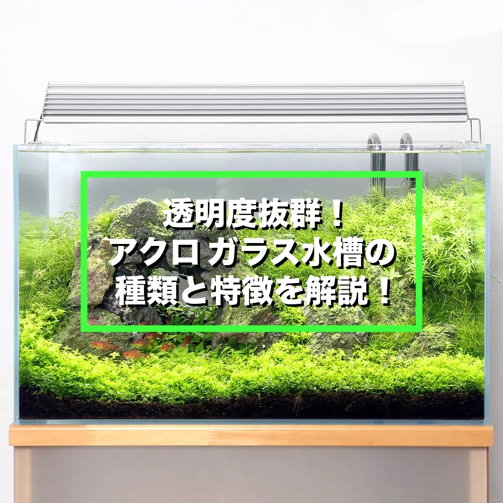 透明度抜群！】アクロ ガラス水槽シリーズ11種類やその特徴を解説 