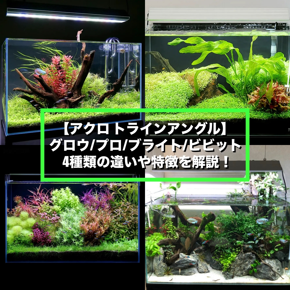 お気にいる】 アクロ ＴＲＩＡＮＧＬＥ ＬＥＤライト ＢＲＩＧＨＴ ６００ ４２００ｌｍ 高光量 水草 水槽 照明 熱帯魚 アクアリウム 沖縄別途送料  関東当日便