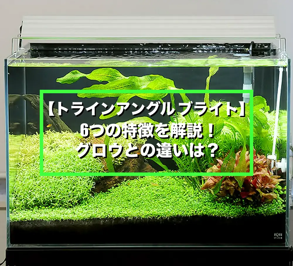 アクロ トライアングル ブライト】6つの特徴やグロウとの違いを解説 
