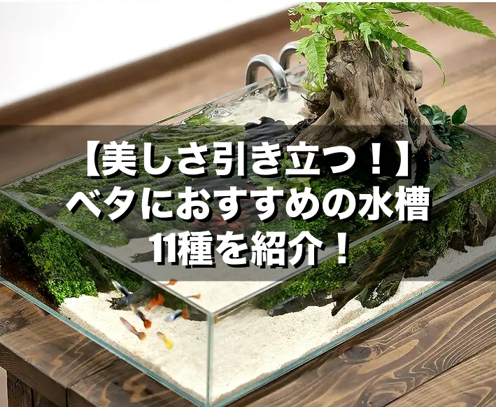 美しさ引き立つ！】ベタの飼育におすすめの水槽11選を紹介 